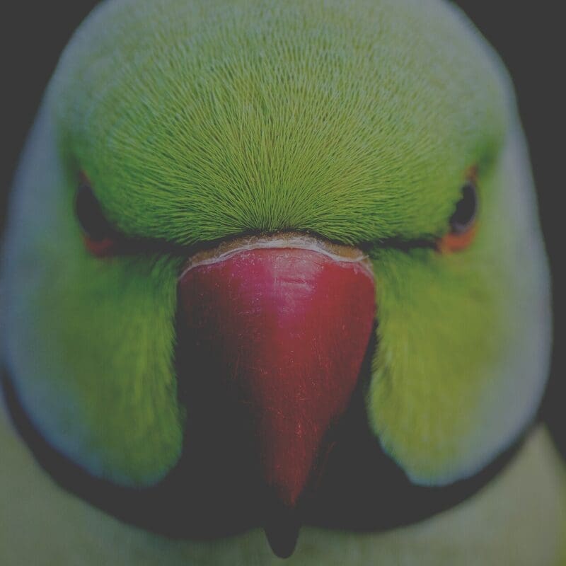Bird Attacking In Dream