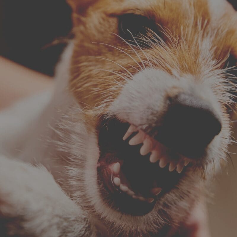 Dog Attacking In Dream