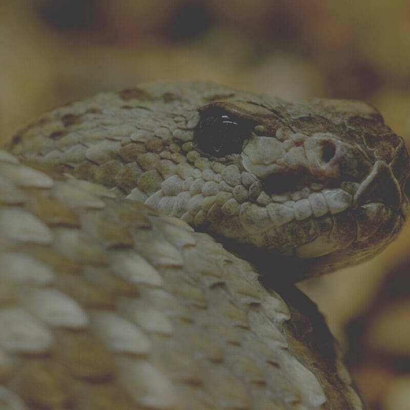 Snake Attacking In Dream