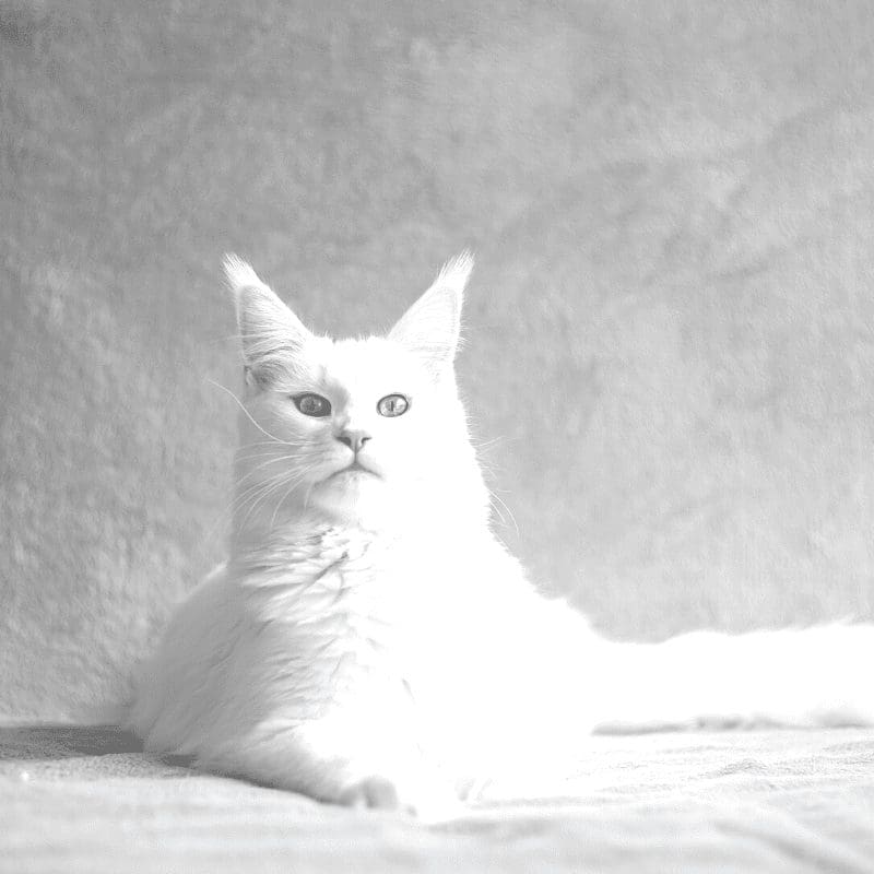 dream white cat