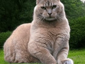 Dreaming About Cats? Common Cat Dreams And Their Interpretations