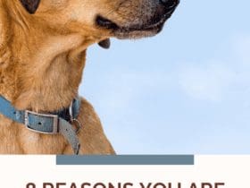 8 Reasons You Would Dream About A Deceased Pet
