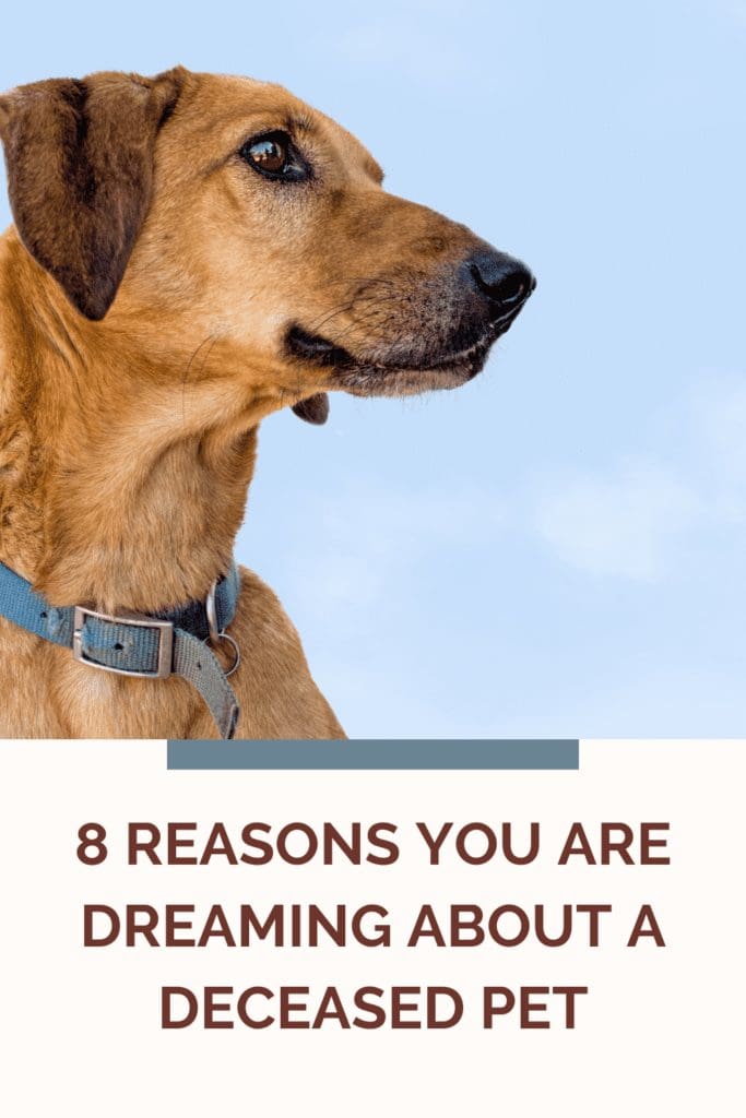 8 Reasons You Would Dream About A Deceased Pet